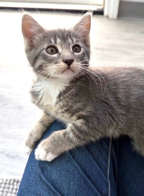 KITTEN EFFIE