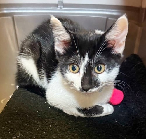 KITTEN COMET - Domestic Short Hair available for adoption