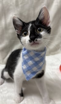 Kitten Comet - Photo 2