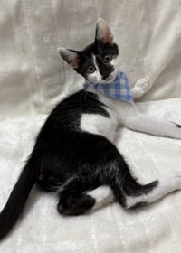 Kitten Comet - Photo 3