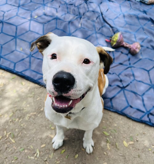 BRONSON AND HARDY - Pit Bull Terrier available for adoption