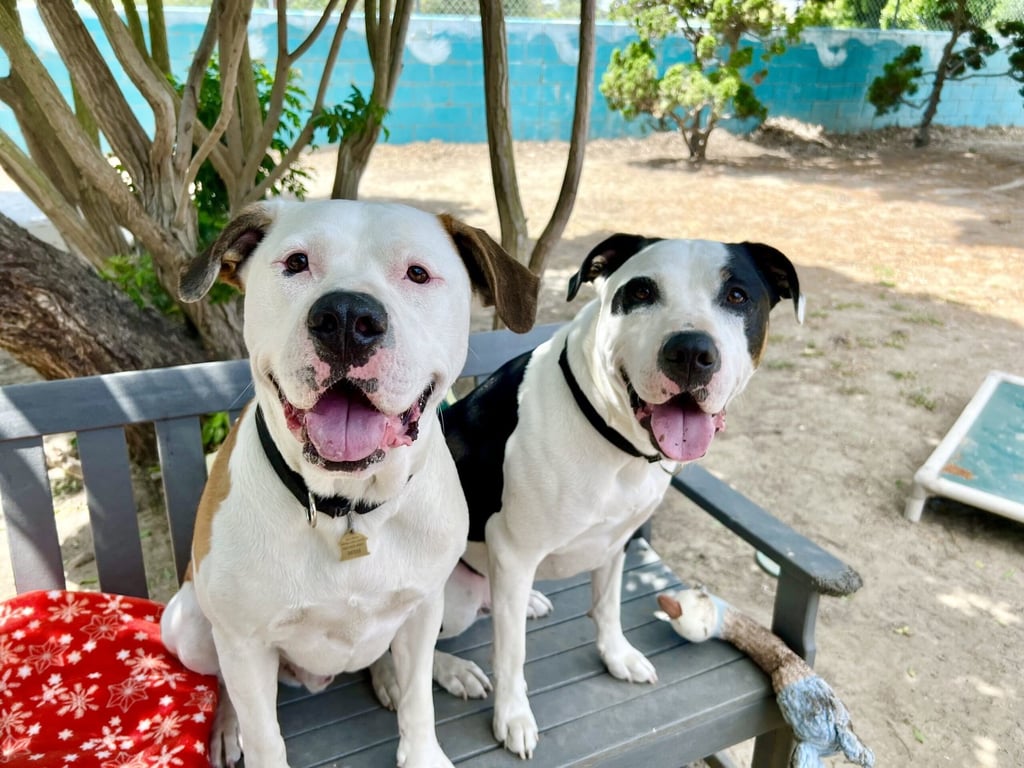 Bronson and Hardy Image