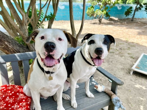 BRONSON AND HARDY - Pit Bull Terrier available for adoption