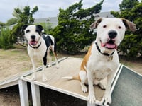 Bronson and Hardy - Photo 4