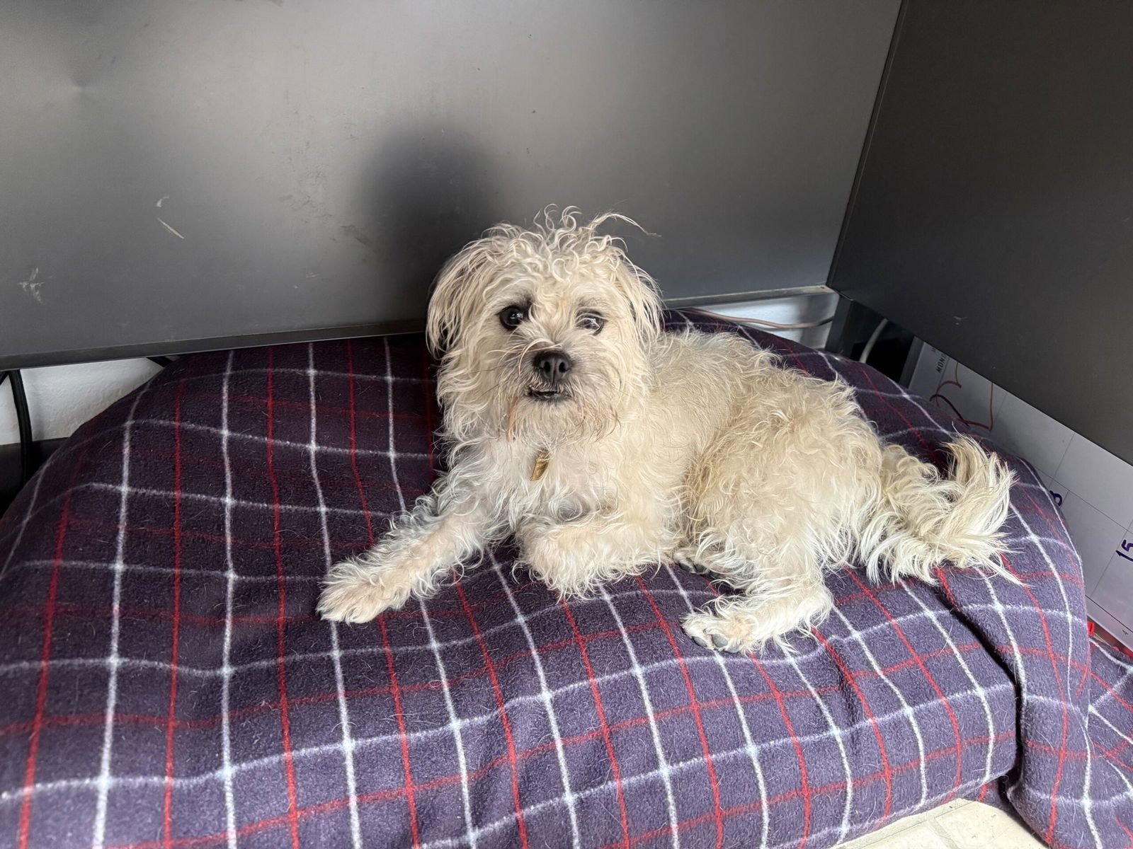 REGGIE - Terrier available for adoption