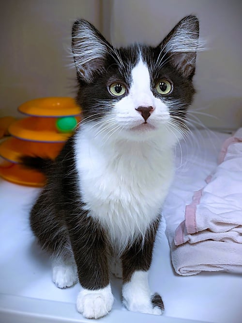 KITTEN WACKY