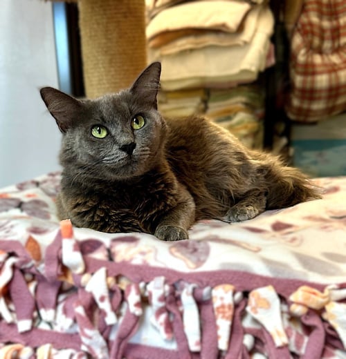 MARGARET MARY - Domestic Long Hair available for adoption