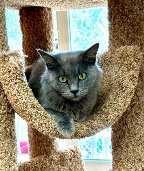 MARGARET MARY - Domestic Long Hair available for adoption