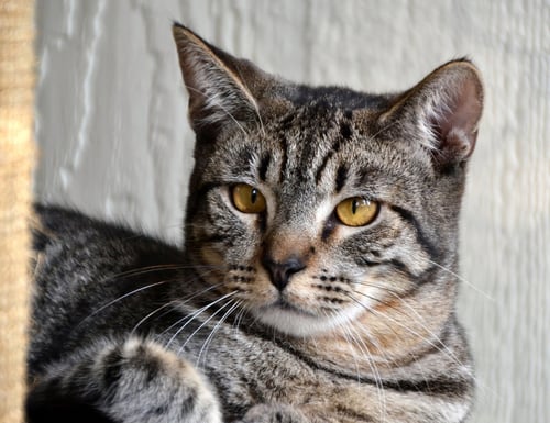 BULLSEYE - Domestic Short Hair available for adoption