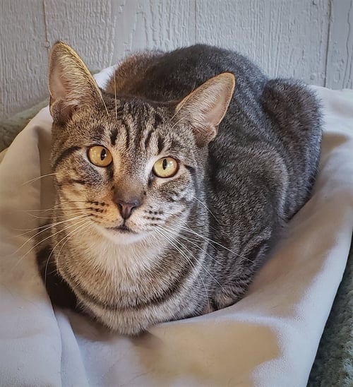 BULLSEYE - Domestic Short Hair available for adoption