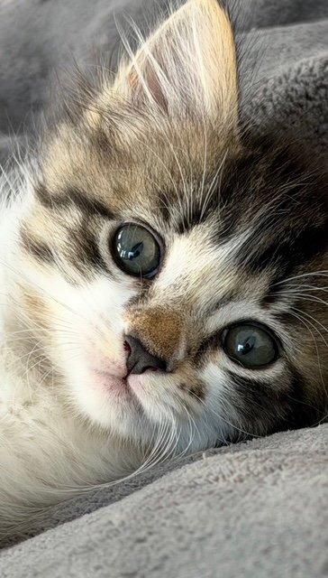 KITTEN ENIGMA