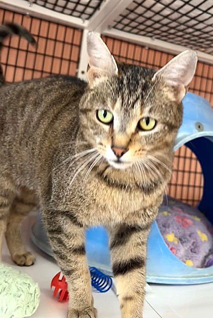 BLANCHE - Domestic Short Hair available for adoption