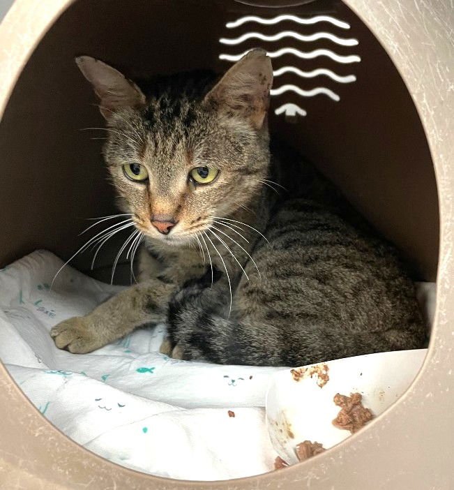 BLANCHE - Domestic Short Hair available for adoption