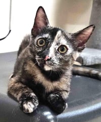 Kitten Flynn - Photo 1
