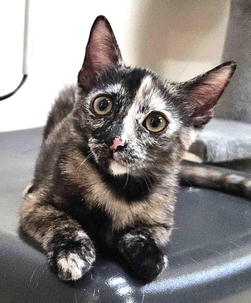 KITTEN FLYNN - Domestic Short Hair / Tortoiseshell available for adoption