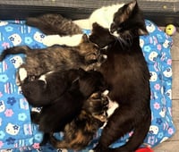 Kitten Flynn - Photo 2