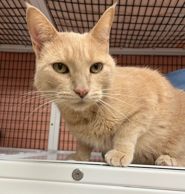 CORNBREAD - Domestic Short Hair available for adoption