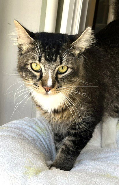 DON PURRLEONE - Domestic Long Hair available for adoption