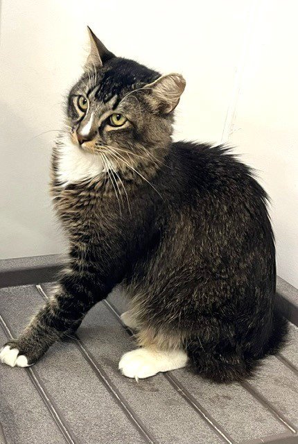 DON PURRLEONE - Domestic Long Hair available for adoption