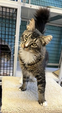 Don Purrleone - Photo 3