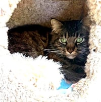Mochi - Photo 2