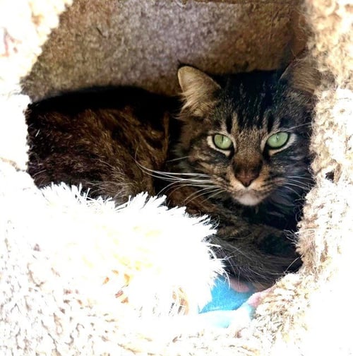MOCHI - Domestic Short Hair available for adoption