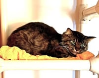 Mochi - Photo 3