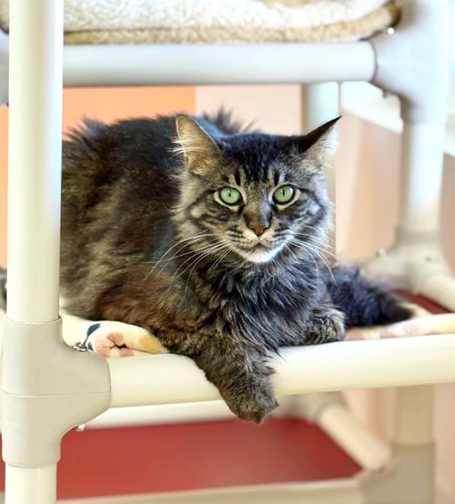 MOCHI - Domestic Short Hair available for adoption
