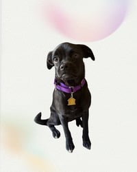 Zuma - Photo 1