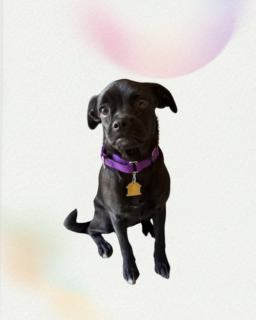 ZUMA - Pug / Terrier available for adoption