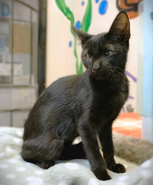 KITTEN GEMINI - Domestic Short Hair available for adoption