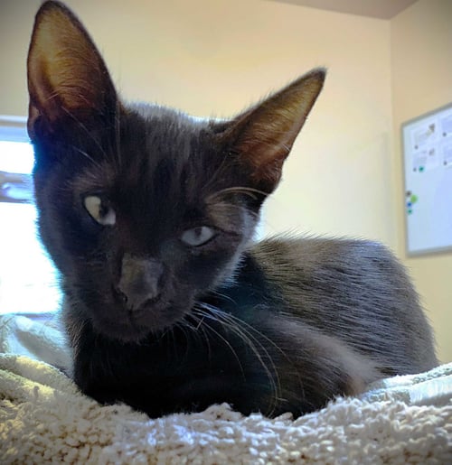 KITTEN GEMINI - Domestic Short Hair available for adoption