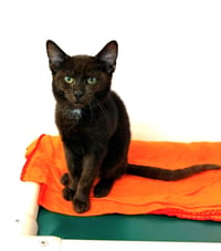 Kitten Poncho - Photo 5