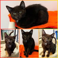 Kitten Poncho - Photo 6
