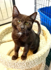 Kitten Poncho - Photo 1