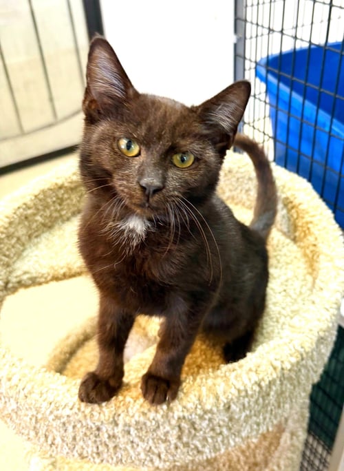 KITTEN PONCHO - Domestic Short Hair available for adoption