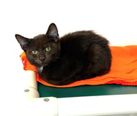 Kitten Poncho - Photo 2