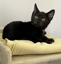 Kitten Poncho - Photo 4