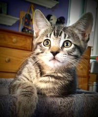Kitten Harmony - Photo 1