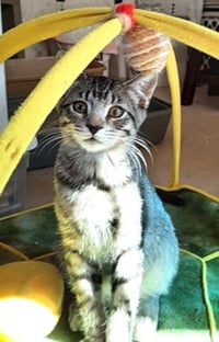 Kitten Harmony - Photo 2