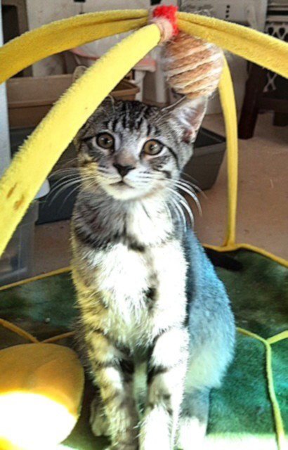 KITTEN HARMONY - Domestic Short Hair available for adoption
