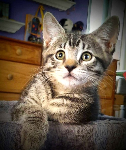 KITTEN HARMONY - Domestic Short Hair available for adoption