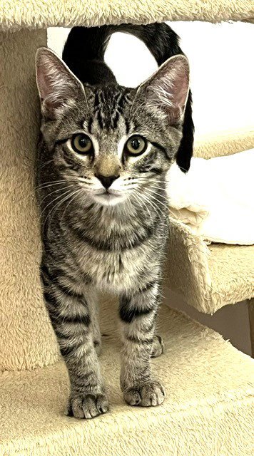 KITTEN HARMONY - Domestic Short Hair available for adoption