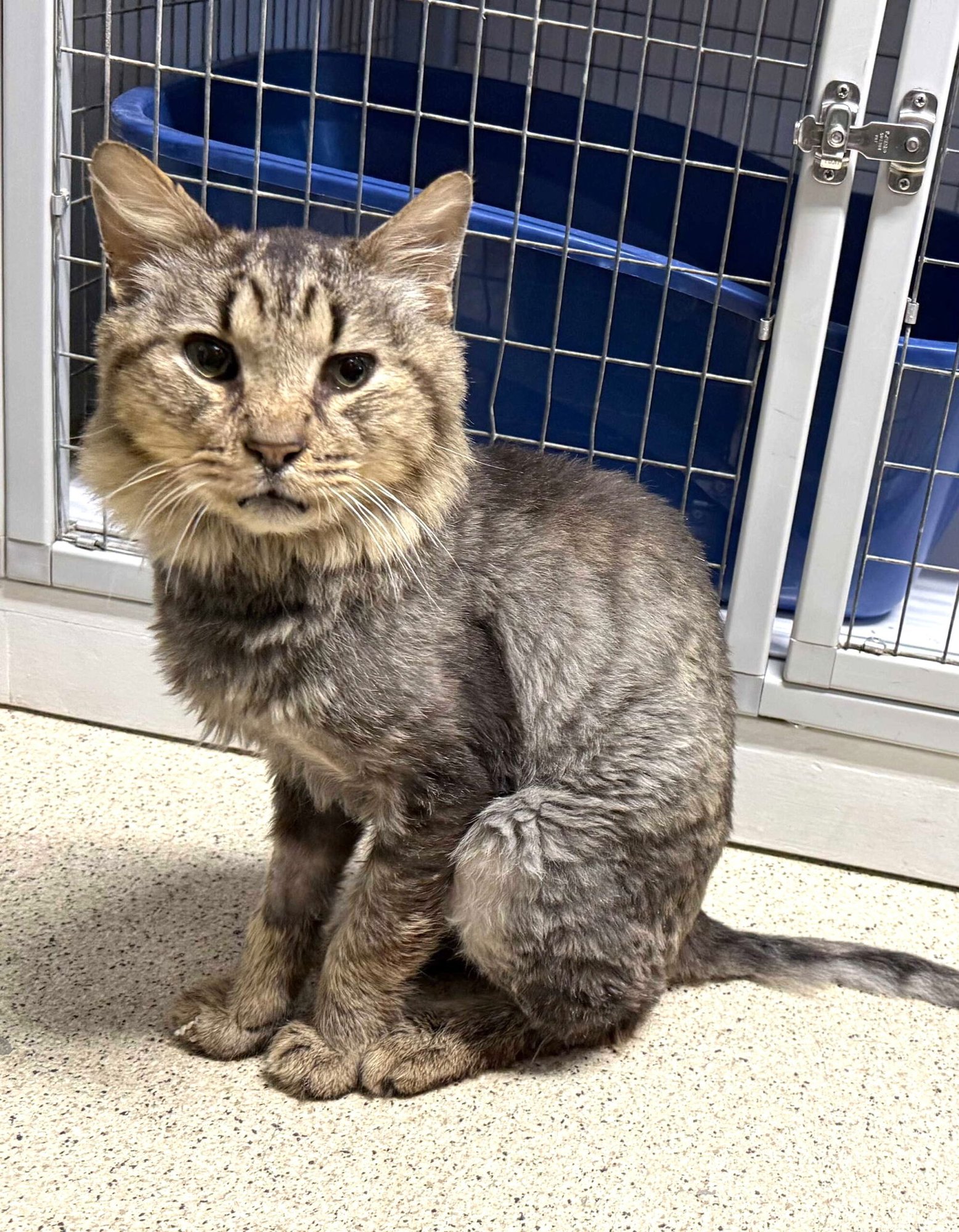SCRUMPS - Domestic Medium Hair available for adoption