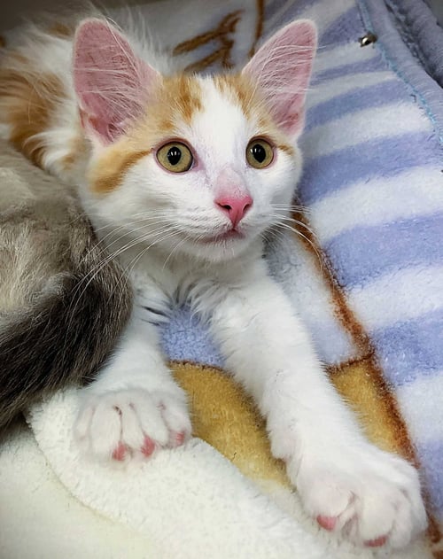 KITTEN WHOOPIE CUSHION
