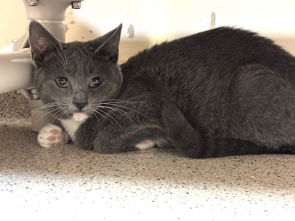 KITTEN ALORA - Domestic Short Hair available for adoption