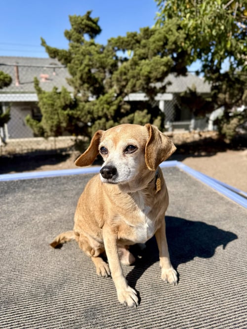 OLLIE - Beagle / Chihuahua available for adoption