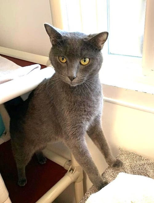 HERMES - Domestic Short Hair available for adoption