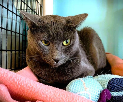 HERMES - Domestic Short Hair available for adoption