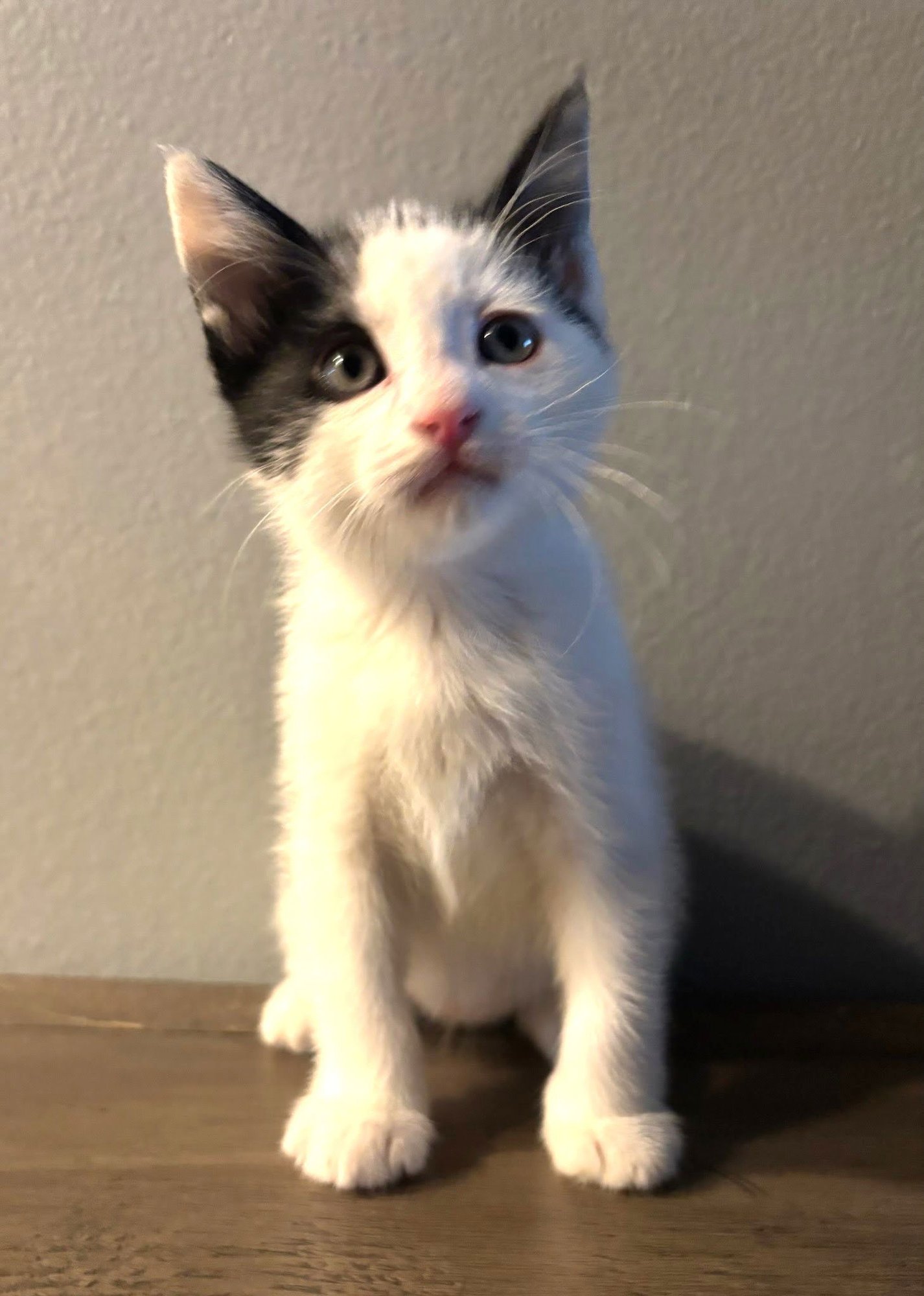 KITTEN APOLLO - Domestic Short Hair available for adoption